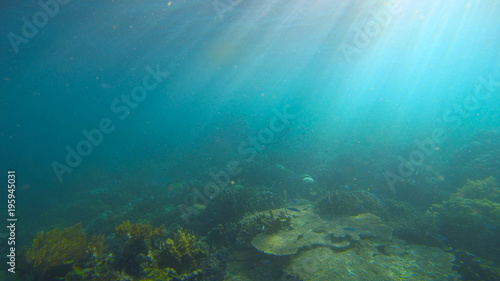 Coral reef, Raja Ampat, West Papua, Indonesia