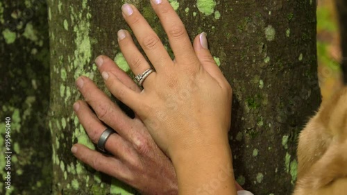 bride and groom hands on a unique tree with moss 4k photo