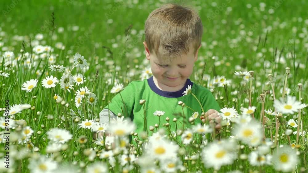 Smiling boy in a daisy field Smiling boy in a daisy field
