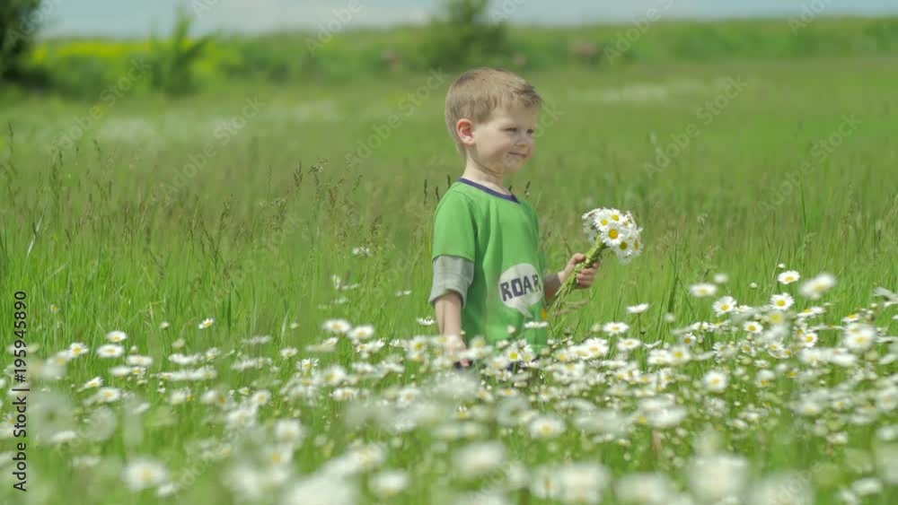 Boy walking in a daisy field