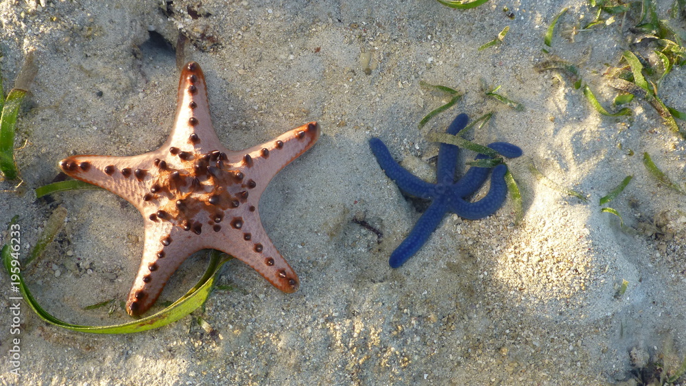 Colorful starfish at Bagunbanua Island, Philippines