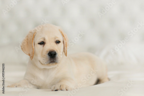 Fototapeta Naklejka Na Ścianę i Meble -  Portrait of labrador puppy