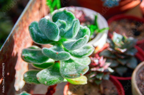 Beautiful succulent plant in the morning sun.  Juicy thick green leaves Echeveria with villi.