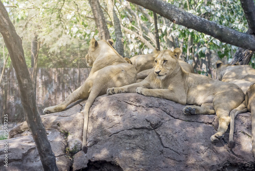 Fototapeta Naklejka Na Ścianę i Meble -  Pack of lion rest on the rock