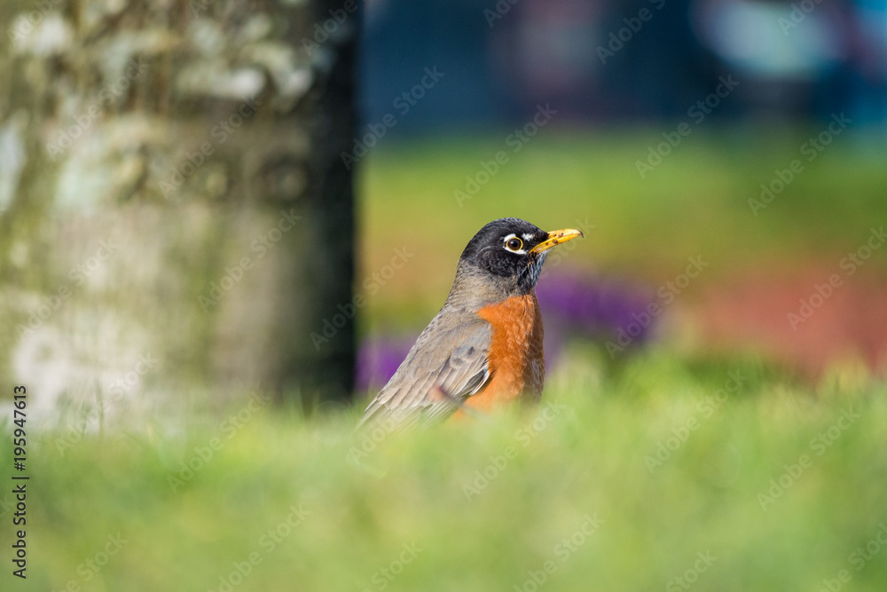 robin searching for food under the sun on a grass field robin searching for food under the sun on a grass field