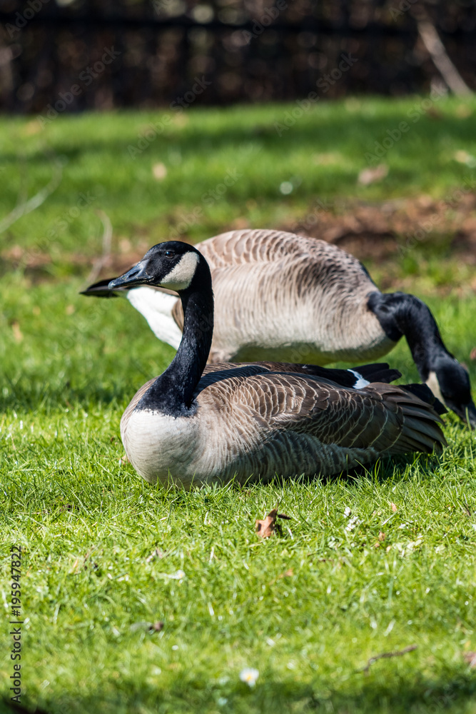 two Canada geese resting on the grass under the sun two Canada geese resting on the grass under the sun