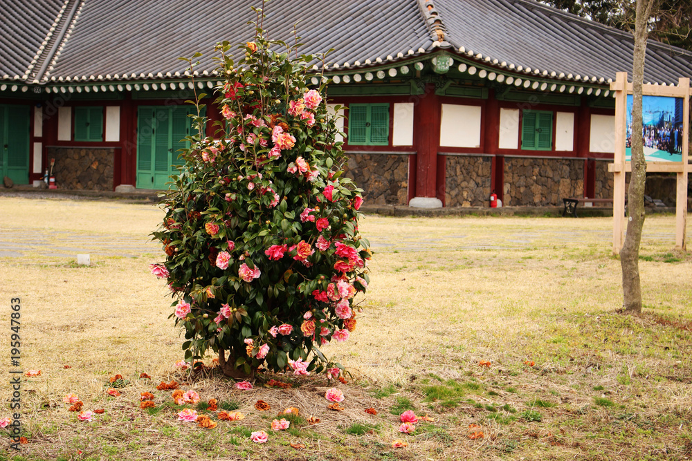 Obraz premium Beautiful Scenery of Jeju Island / Scenery Picture of Jeju Island, Korea