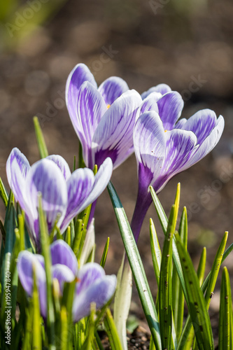 light purple crocus flowers blossom under the sun
