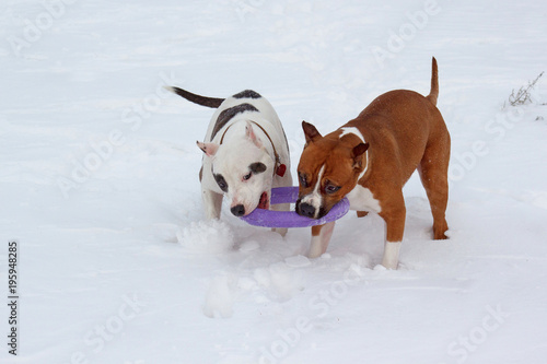 Fototapeta Naklejka Na Ścianę i Meble -  Two american staffordshire terrier puppys are playing on a white snow. Seven month old.