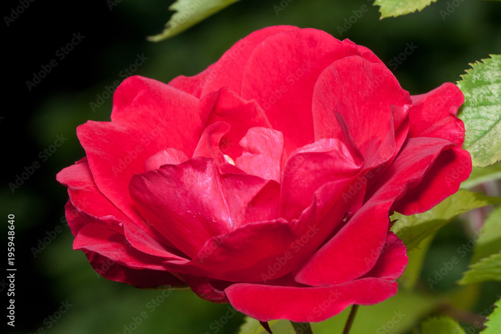Beautiful red rose is growing on a green meadow. Live nature.