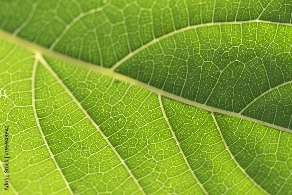 Mulberry leaves are detailed. Use as a design background. Mulberry leaves are detailed. Use as a design background.