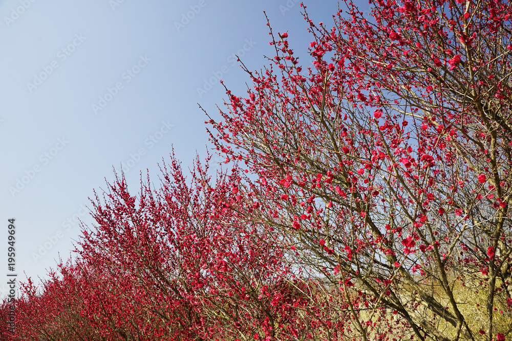 梅花爛漫青空バック