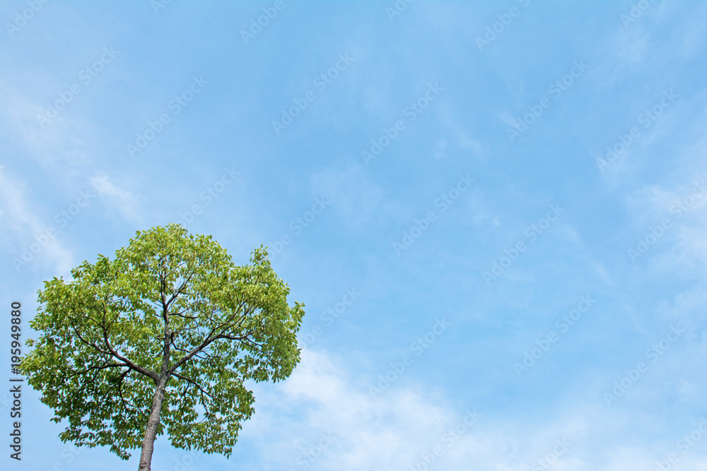 Fototapeta premium 樹木 青空