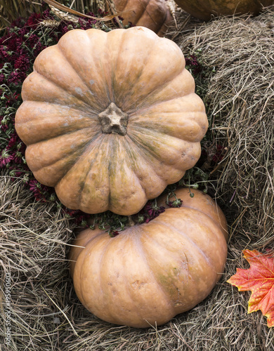 yellow pumpkin on hay or straw. seasonal vegetables, autumn.