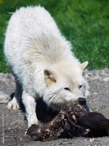 Arctic wolf  Canis lupus arctos 