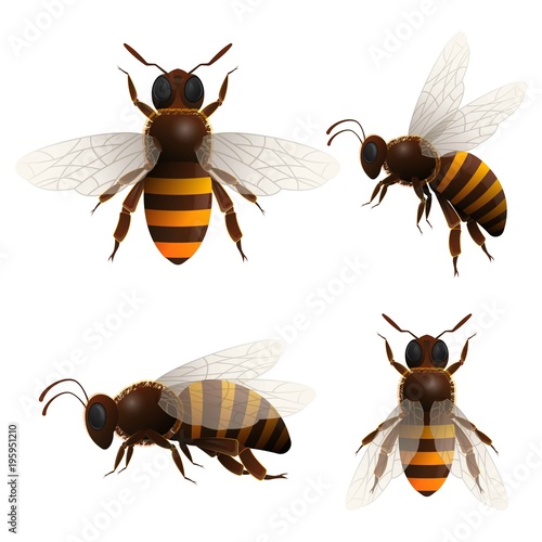Honeybee isolated set on white background. Striped flying bee in front and side view vector illustration in cartoon style. Insect symbol for natural, healthy and organic food production design