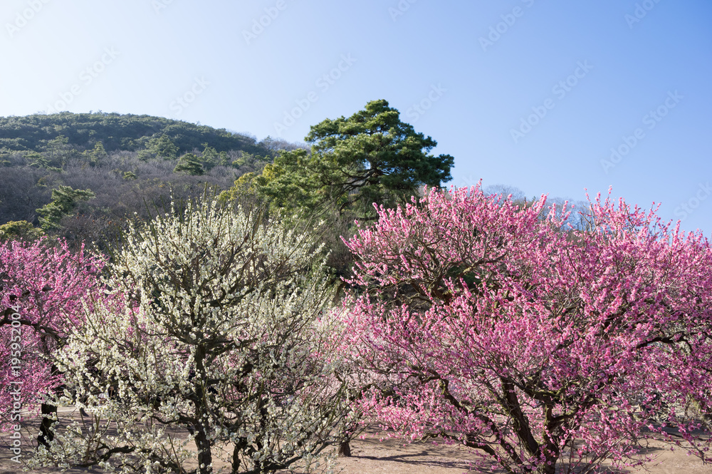梅林 栗林公園(香川県)南梅林 梅林 栗林公園(香川県)南梅林