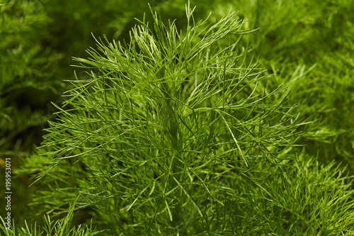 Dill. Herb leaf background