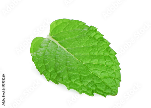 single fresh mint leaf isolated on white background