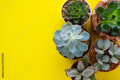 Succulent plants on yellow paper background with copy space