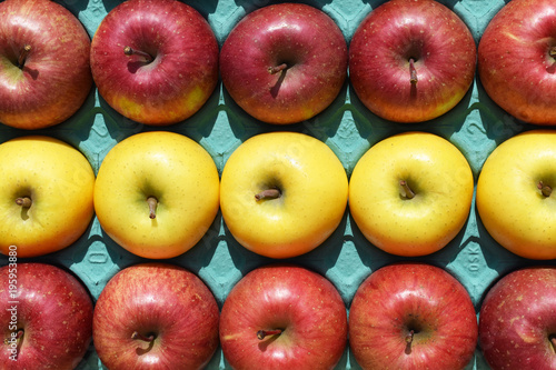 きれいに並べられたりんご サンふじ（赤）とシナノゴールド（黄色）