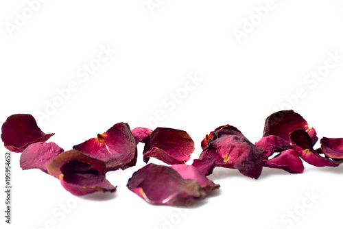 Dry petal of rose isolated on white background