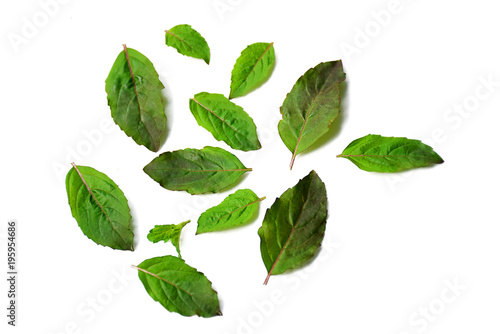 Holy basil leaf isolated on white background