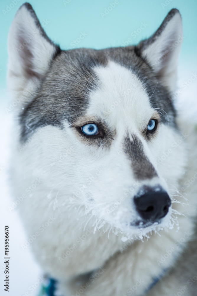 Portrait of Siberian husky dog with blue eyes