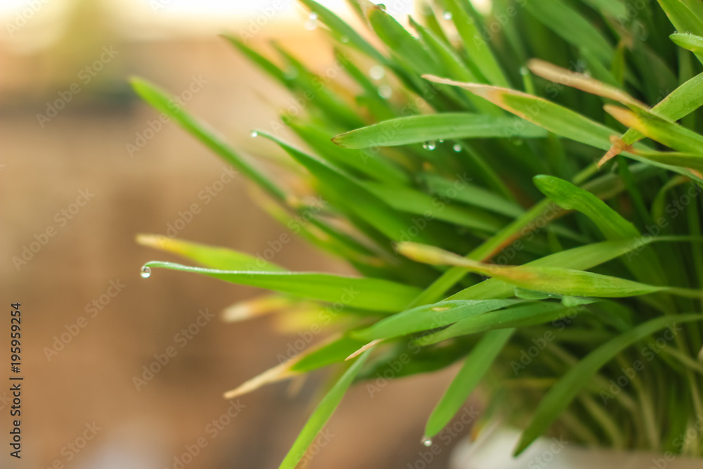 Fresh Green Grass with Drops Few. Nowrooz spring holiday plant. Fresh Green Grass with Drops Few. Nowrooz spring holiday plant.