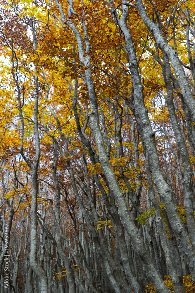 vibrant coolorful trees autumn in matese park