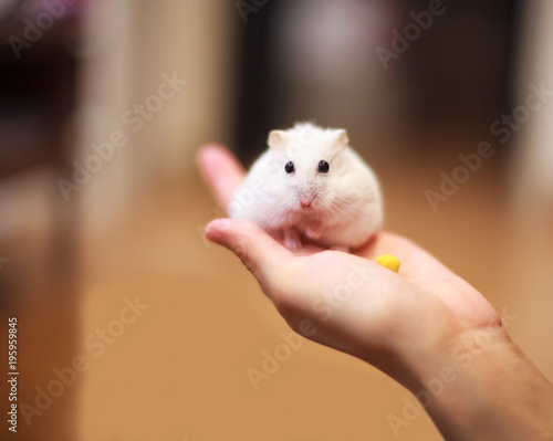 Cute Winter White Dwarf Hamster on the owner hand is being fed with pet food. The Winter White Hamster is also known as the Winter White Dwarf, the Djungarian or the Siberian Hamster.