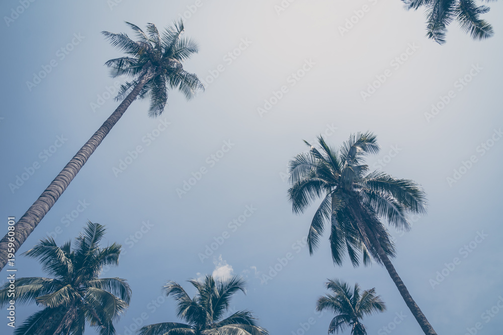 Fototapeta premium Coconut palm tree