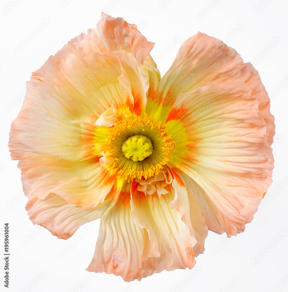 Obraz premium Gartenmohn (papaver orientale)