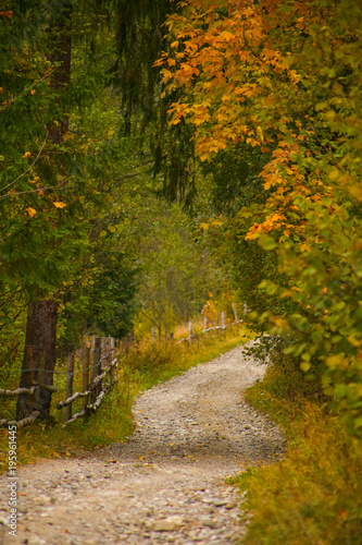 Autumn scenery landscape with colorful forest, wood fence and rural road in Prisaca Dornei, Suceava County, Bucovina, Romania