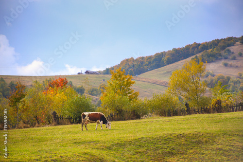 Autumn landscape scenery with solitary cow on a meadow in Campulung Moldovenesc, Suceava County, Bucovina, Romania photo