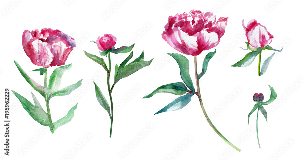 Watercolor pink peony flower set, bud, leaf hand drawn painting illustration isolated on white background, decorative design for beauty salon, wedding card, greeting invitation, florist shop, cosmetic