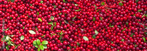 Red ripe berries of a cowberry with green leaves.