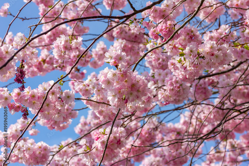 Viele schöne Blüten von der japanische Kirschblüte bei schönem sonnigen Wetter Viele schöne Blüten von der japanische Kirschblüte bei schönem sonnigen Wetter