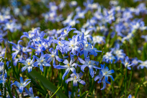Wallpaper Mural eine Wiese mit gewöhnlichen Sternhyazinthe (Chionodoxa luciliae) im Frühling Torontodigital.ca