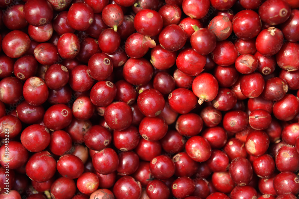 fresh coffee beans for background fresh coffee beans for background