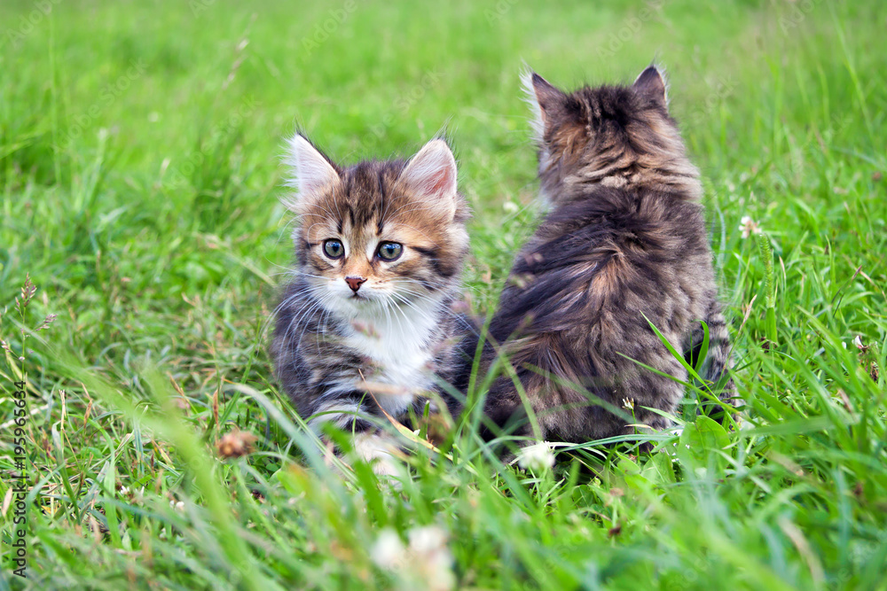 two  little furry kitten playing in spring meadow