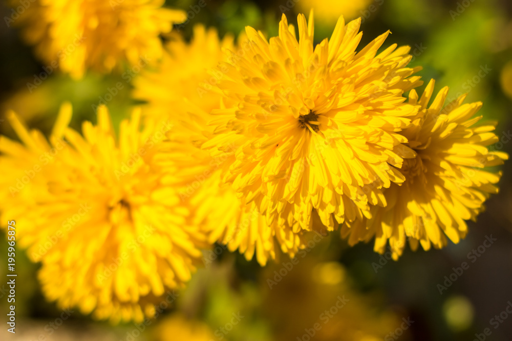 Yellow chrysanthemums flowers for your background. Yellow chrysanthemums flowers for your background.