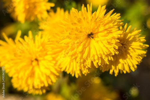 Yellow chrysanthemums flowers for your background.