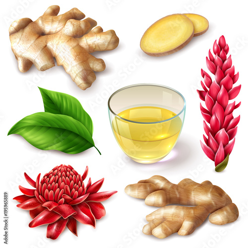 Realistic Ginger Root Spicy Set