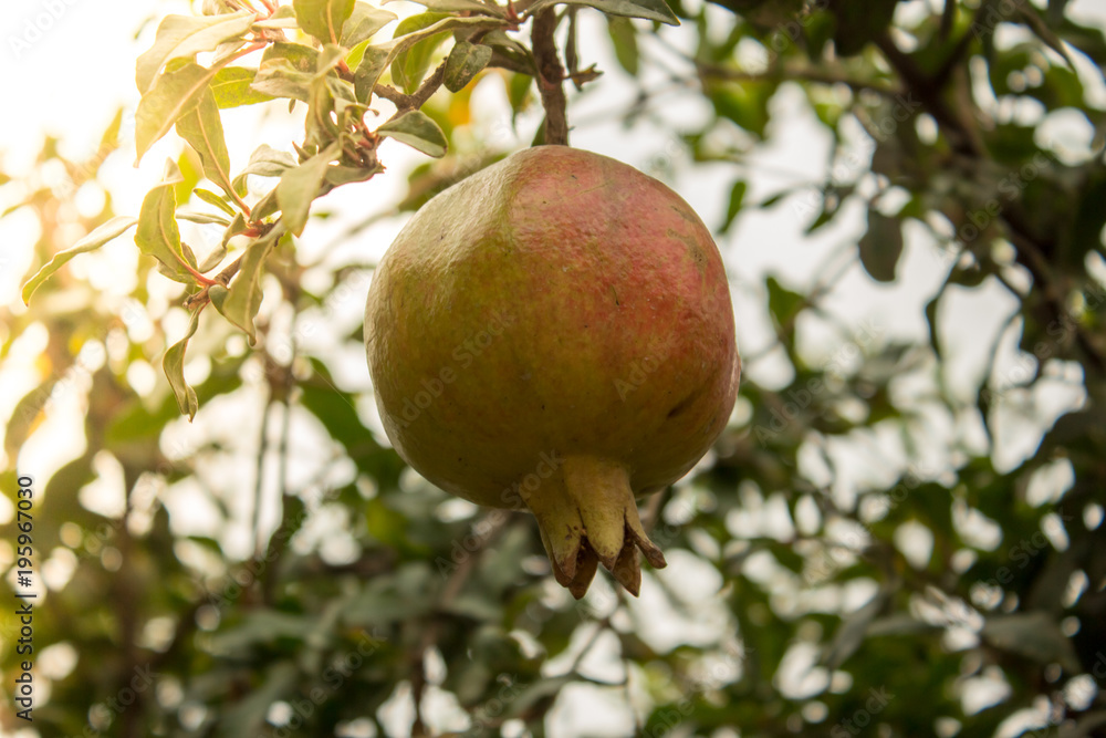 Single pomegranate fruit on tree branch. Single pomegranate fruit on tree branch.