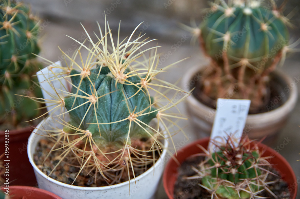 Spiny cactus with long curved yellow thorns in pot. Spiny cactus with long curved yellow thorns in pot.