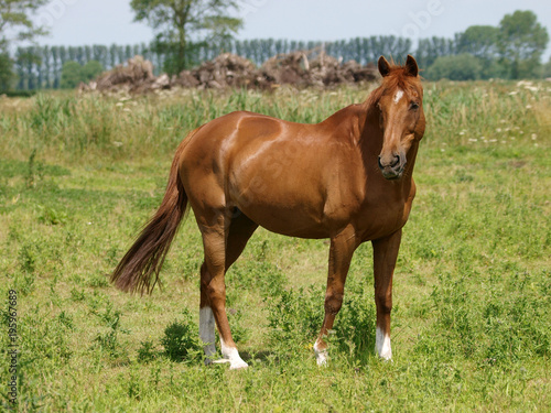 Pretty Chestnut Horse