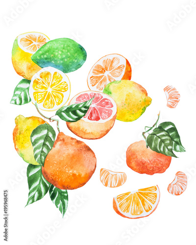 Fototapeta Naklejka Na Ścianę i Meble -  Hand-painted illustration of citrus mix with leaves drawn with watercolour on white paper