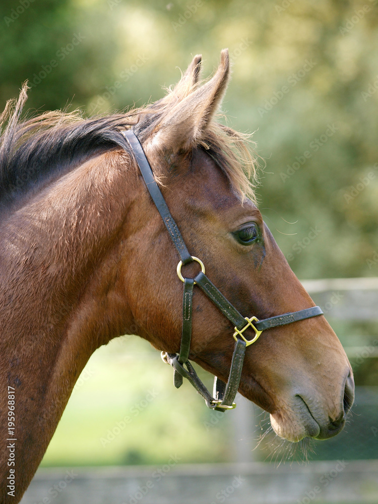 Obraz premium Foal Headshot