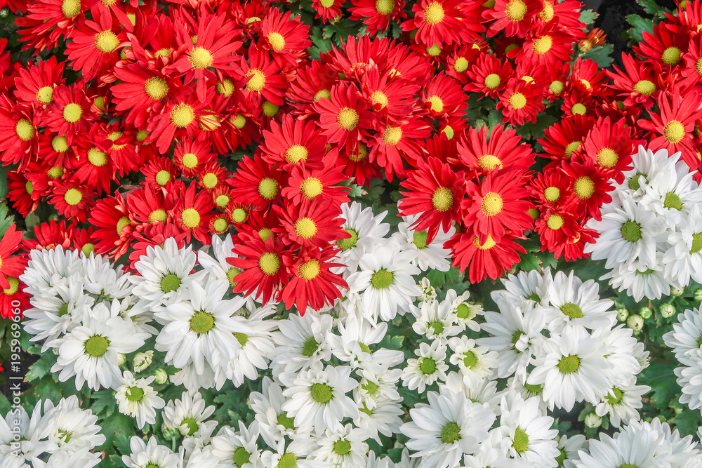 Red and white chrysanthemum or daisies flowers Red and white chrysanthemum or daisies flowers